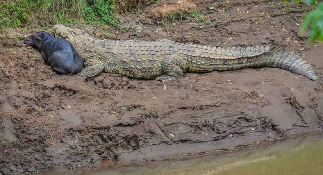 Почему крокодилы нянчат маленьких бегемотов