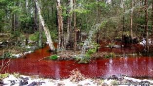 Вода стала красной в в нацпарке «Куршская коса» под Калининградом