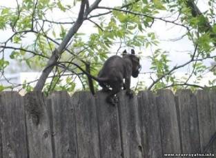 Сфотографирован странный монстр, гуляющий по высокому забору