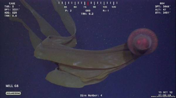 Пришелец из морских глубин