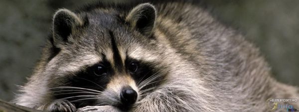 Енот перемыл всю посуду в чужом доме