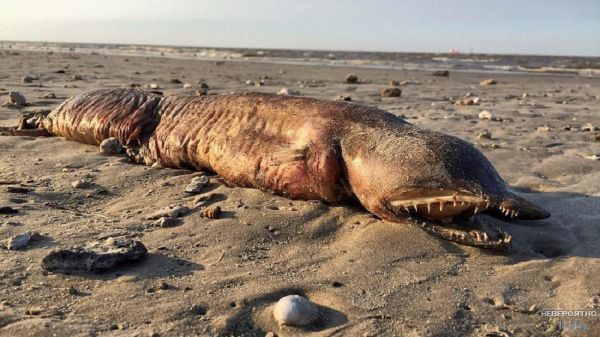 Ураган «Харви» вынес на техасский пляж неизвестного морского монстра