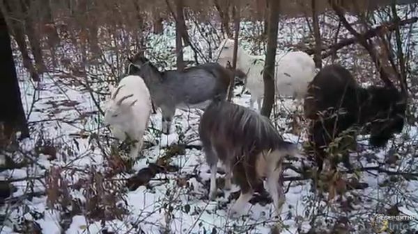 Под Гомелем неизвестные животные загрызли стадо коз на глазах у хозяина