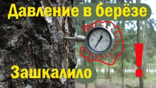 Давление в берёзе зашкаливает. За счет чего деревья поднимают влагу в стволе на десятки метров?