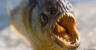 Бразилец прыгнул в воду, спасаясь от пчел, но там его ждали пираньи.