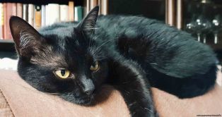 6 лет назад мужчина подменил кота жены и она до сих пор не заметила разницы