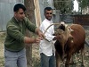 Огнедышащая корова (видео)