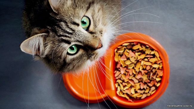 Японские ученые посоветовали людям есть кошачий корм