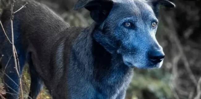 Специалисты изучили синих собак, обитающих возле Чернобыльской АЭС