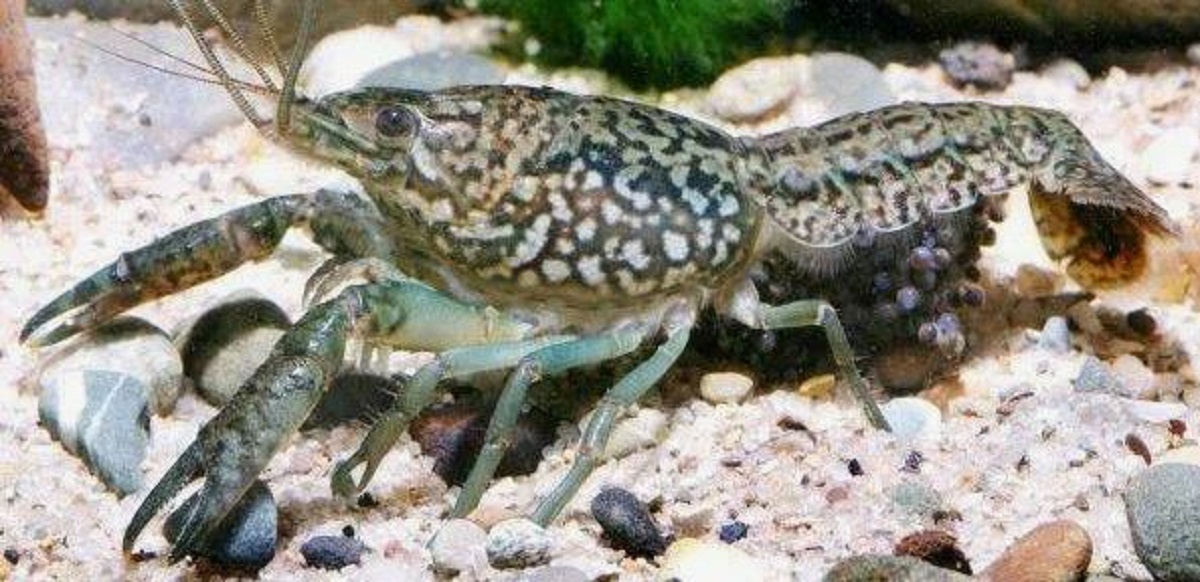 Россию захватывают раки с «нетрадиционными ценностями»