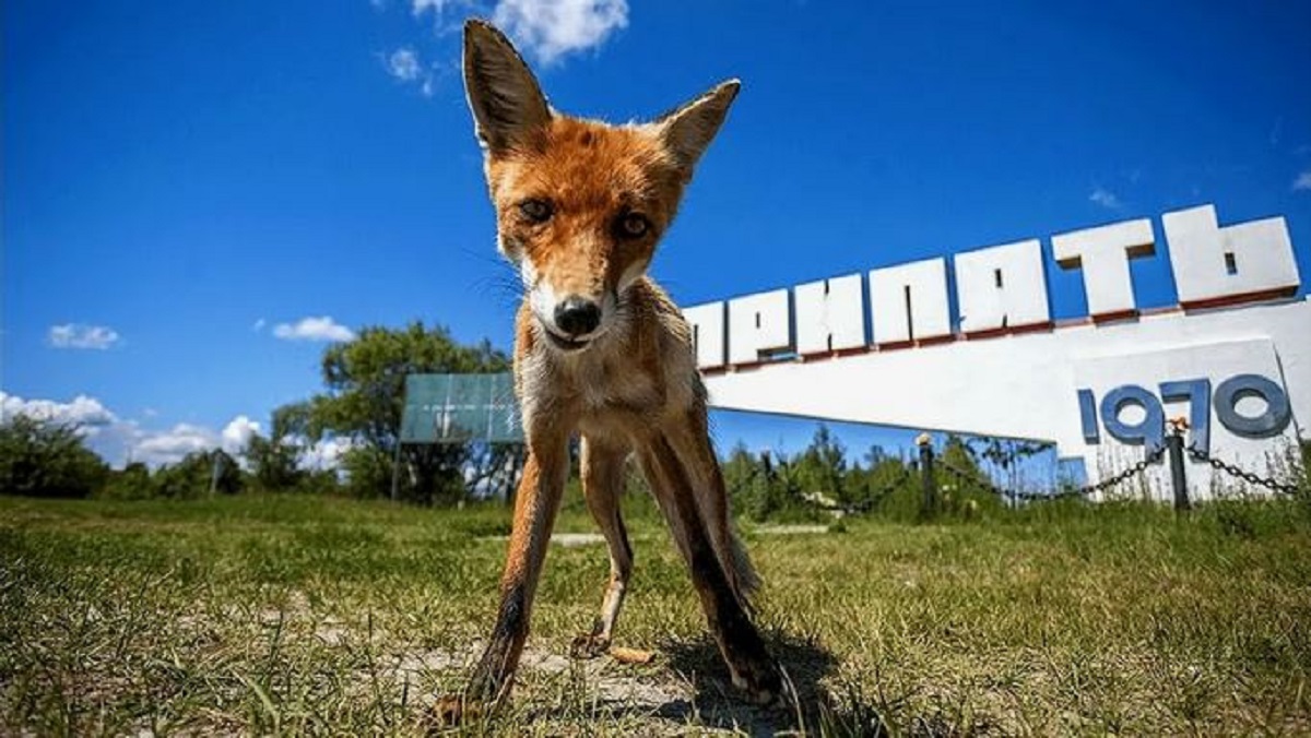 В Чернобыле обнаружили новую форму жизни