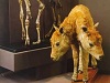 Нечисть в Кунсткамере
